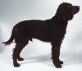 SPANIEL D'ÁGUA AMERICANO